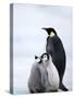 Emperor Penguin (Aptenodytes Forsteri) and Chicks, Snow Hill Island, Weddell Sea, Antarctica-Thorsten Milse-Stretched Canvas