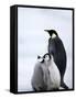 Emperor Penguin (Aptenodytes Forsteri) and Chicks, Snow Hill Island, Weddell Sea, Antarctica-Thorsten Milse-Framed Stretched Canvas