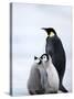 Emperor Penguin (Aptenodytes Forsteri) and Chicks, Snow Hill Island, Weddell Sea, Antarctica-Thorsten Milse-Stretched Canvas