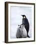 Emperor Penguin (Aptenodytes Forsteri) and Chicks, Snow Hill Island, Weddell Sea, Antarctica-Thorsten Milse-Framed Photographic Print