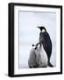 Emperor Penguin (Aptenodytes Forsteri) and Chicks, Snow Hill Island, Weddell Sea, Antarctica-Thorsten Milse-Framed Photographic Print