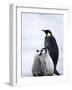 Emperor Penguin (Aptenodytes Forsteri) and Chicks, Snow Hill Island, Weddell Sea, Antarctica-Thorsten Milse-Framed Photographic Print