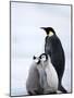 Emperor Penguin (Aptenodytes Forsteri) and Chicks, Snow Hill Island, Weddell Sea, Antarctica-Thorsten Milse-Mounted Photographic Print
