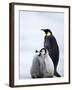 Emperor Penguin (Aptenodytes Forsteri) and Chicks, Snow Hill Island, Weddell Sea, Antarctica-Thorsten Milse-Framed Photographic Print