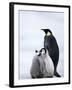 Emperor Penguin (Aptenodytes Forsteri) and Chicks, Snow Hill Island, Weddell Sea, Antarctica-Thorsten Milse-Framed Photographic Print