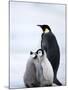 Emperor Penguin (Aptenodytes Forsteri) and Chicks, Snow Hill Island, Weddell Sea, Antarctica-Thorsten Milse-Mounted Photographic Print