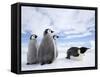 Emperor Penguin (Aptenodytes Forsteri) and Chicks, Snow Hill Island, Weddell Sea, Antarctica-Thorsten Milse-Framed Stretched Canvas