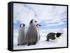 Emperor Penguin (Aptenodytes Forsteri) and Chicks, Snow Hill Island, Weddell Sea, Antarctica-Thorsten Milse-Framed Stretched Canvas