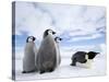Emperor Penguin (Aptenodytes Forsteri) and Chicks, Snow Hill Island, Weddell Sea, Antarctica-Thorsten Milse-Stretched Canvas