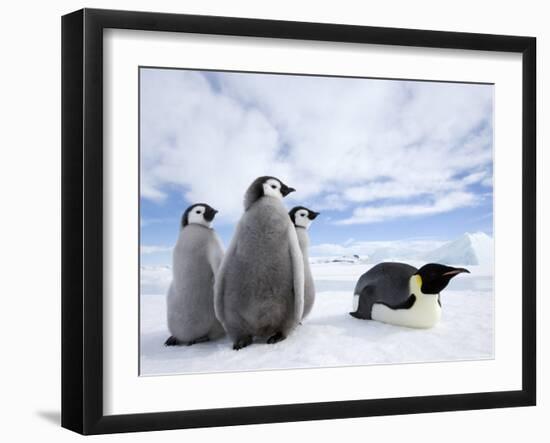 Emperor Penguin (Aptenodytes Forsteri) and Chicks, Snow Hill Island, Weddell Sea, Antarctica-Thorsten Milse-Framed Photographic Print