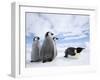 Emperor Penguin (Aptenodytes Forsteri) and Chicks, Snow Hill Island, Weddell Sea, Antarctica-Thorsten Milse-Framed Photographic Print