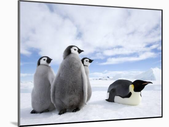 Emperor Penguin (Aptenodytes Forsteri) and Chicks, Snow Hill Island, Weddell Sea, Antarctica-Thorsten Milse-Mounted Photographic Print