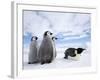 Emperor Penguin (Aptenodytes Forsteri) and Chicks, Snow Hill Island, Weddell Sea, Antarctica-Thorsten Milse-Framed Photographic Print