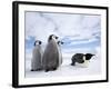 Emperor Penguin (Aptenodytes Forsteri) and Chicks, Snow Hill Island, Weddell Sea, Antarctica-Thorsten Milse-Framed Photographic Print