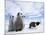 Emperor Penguin (Aptenodytes Forsteri) and Chicks, Snow Hill Island, Weddell Sea, Antarctica-Thorsten Milse-Mounted Photographic Print