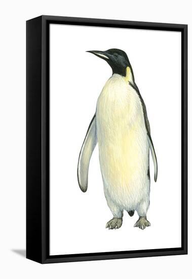 Emperor Penguin (Aptenodytes Forsteri), Birds-Encyclopaedia Britannica-Framed Stretched Canvas