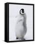 Emperor Penguin (Aptenodytes Forsteri) Chick on Ice, Snow Hill Island, Antarctica-Keren Su-Framed Stretched Canvas