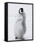 Emperor Penguin (Aptenodytes Forsteri) Chick on Ice, Snow Hill Island, Antarctica-Keren Su-Framed Stretched Canvas