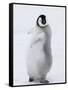 Emperor Penguin (Aptenodytes Forsteri) Chick on Ice, Snow Hill Island, Antarctica-Keren Su-Framed Stretched Canvas