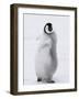 Emperor Penguin (Aptenodytes Forsteri) Chick on Ice, Snow Hill Island, Antarctica-Keren Su-Framed Photographic Print