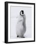 Emperor Penguin (Aptenodytes Forsteri) Chick on Ice, Snow Hill Island, Antarctica-Keren Su-Framed Photographic Print