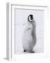 Emperor Penguin (Aptenodytes Forsteri) Chick on Ice, Snow Hill Island, Antarctica-Keren Su-Framed Photographic Print