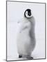 Emperor Penguin (Aptenodytes Forsteri) Chick on Ice, Snow Hill Island, Antarctica-Keren Su-Mounted Photographic Print