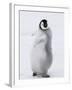 Emperor Penguin (Aptenodytes Forsteri) Chick on Ice, Snow Hill Island, Antarctica-Keren Su-Framed Photographic Print