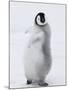 Emperor Penguin (Aptenodytes Forsteri) Chick on Ice, Snow Hill Island, Antarctica-Keren Su-Mounted Photographic Print