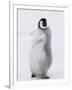 Emperor Penguin (Aptenodytes Forsteri) Chick on Ice, Snow Hill Island, Antarctica-Keren Su-Framed Photographic Print