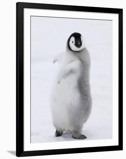 Emperor Penguin (Aptenodytes Forsteri) Chick on Ice, Snow Hill Island, Antarctica-Keren Su-Framed Photographic Print