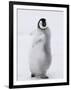 Emperor Penguin (Aptenodytes Forsteri) Chick on Ice, Snow Hill Island, Antarctica-Keren Su-Framed Photographic Print