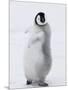 Emperor Penguin (Aptenodytes Forsteri) Chick on Ice, Snow Hill Island, Antarctica-Keren Su-Mounted Photographic Print