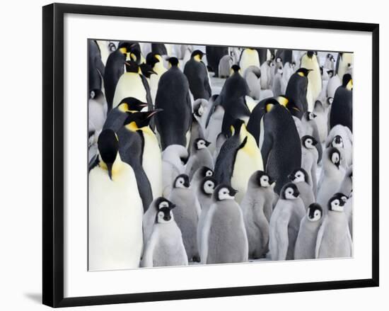 Emperor Penguin (Aptenodytes Forsteri), Chicks in Colony, Snow Hill Island, Weddell Sea, Antarctica-Thorsten Milse-Framed Photographic Print