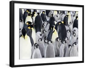 Emperor Penguin (Aptenodytes Forsteri), Chicks in Colony, Snow Hill Island, Weddell Sea, Antarctica-Thorsten Milse-Framed Photographic Print