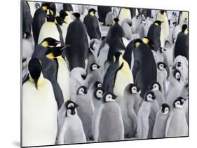 Emperor Penguin (Aptenodytes Forsteri), Chicks in Colony, Snow Hill Island, Weddell Sea, Antarctica-Thorsten Milse-Mounted Photographic Print