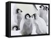 Emperor Penguin (Aptenodytes Forsteri) Chicks on Ice, Snow Hill Island, Antarctica-Keren Su-Framed Stretched Canvas