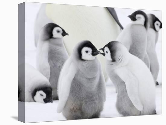 Emperor Penguin (Aptenodytes Forsteri) Chicks on Ice, Snow Hill Island, Antarctica-Keren Su-Stretched Canvas