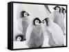 Emperor Penguin (Aptenodytes Forsteri) Chicks on Ice, Snow Hill Island, Antarctica-Keren Su-Framed Stretched Canvas