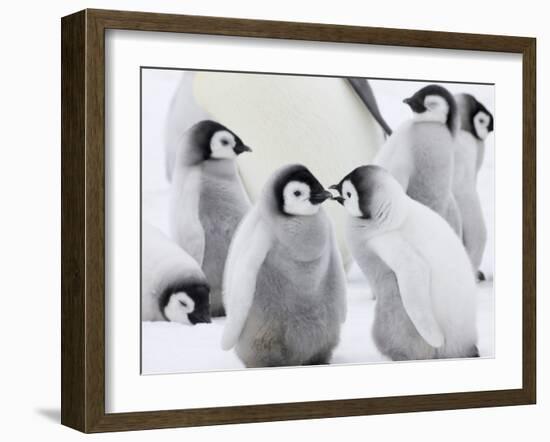 Emperor Penguin (Aptenodytes Forsteri) Chicks on Ice, Snow Hill Island, Antarctica-Keren Su-Framed Photographic Print