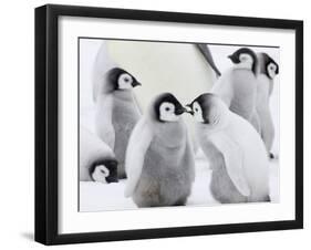 Emperor Penguin (Aptenodytes Forsteri) Chicks on Ice, Snow Hill Island, Antarctica-Keren Su-Framed Photographic Print