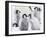 Emperor Penguin (Aptenodytes Forsteri) Chicks on Ice, Snow Hill Island, Antarctica-Keren Su-Framed Photographic Print