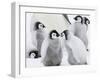 Emperor Penguin (Aptenodytes Forsteri) Chicks on Ice, Snow Hill Island, Antarctica-Keren Su-Framed Photographic Print