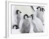 Emperor Penguin (Aptenodytes Forsteri) Chicks on Ice, Snow Hill Island, Antarctica-Keren Su-Framed Photographic Print