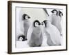 Emperor Penguin (Aptenodytes Forsteri) Chicks on Ice, Snow Hill Island, Antarctica-Keren Su-Framed Photographic Print