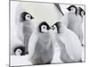 Emperor Penguin (Aptenodytes Forsteri) Chicks on Ice, Snow Hill Island, Antarctica-Keren Su-Mounted Photographic Print