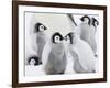 Emperor Penguin (Aptenodytes Forsteri) Chicks on Ice, Snow Hill Island, Antarctica-Keren Su-Framed Photographic Print