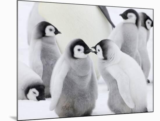 Emperor Penguin (Aptenodytes Forsteri) Chicks on Ice, Snow Hill Island, Antarctica-Keren Su-Mounted Photographic Print