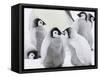 Emperor Penguin (Aptenodytes Forsteri) Chicks on Ice, Snow Hill Island, Antarctica-Keren Su-Framed Stretched Canvas