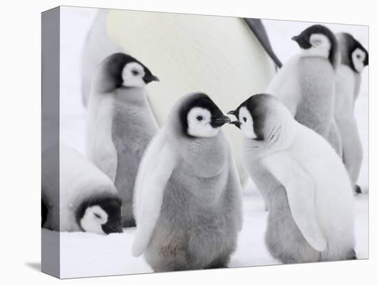 Emperor Penguin (Aptenodytes Forsteri) Chicks on Ice, Snow Hill Island, Antarctica-Keren Su-Stretched Canvas